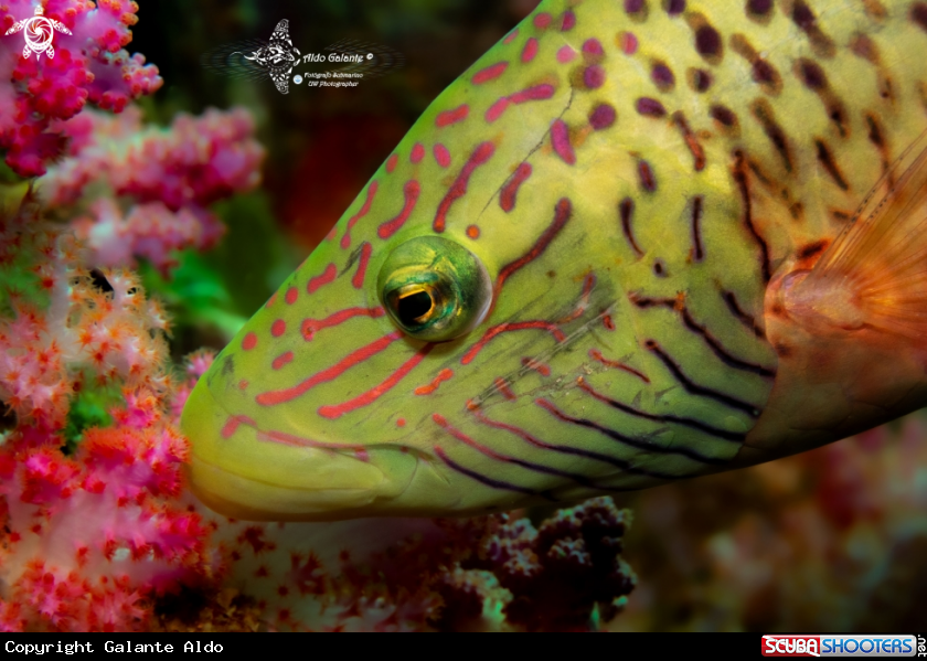 A Wrasse 