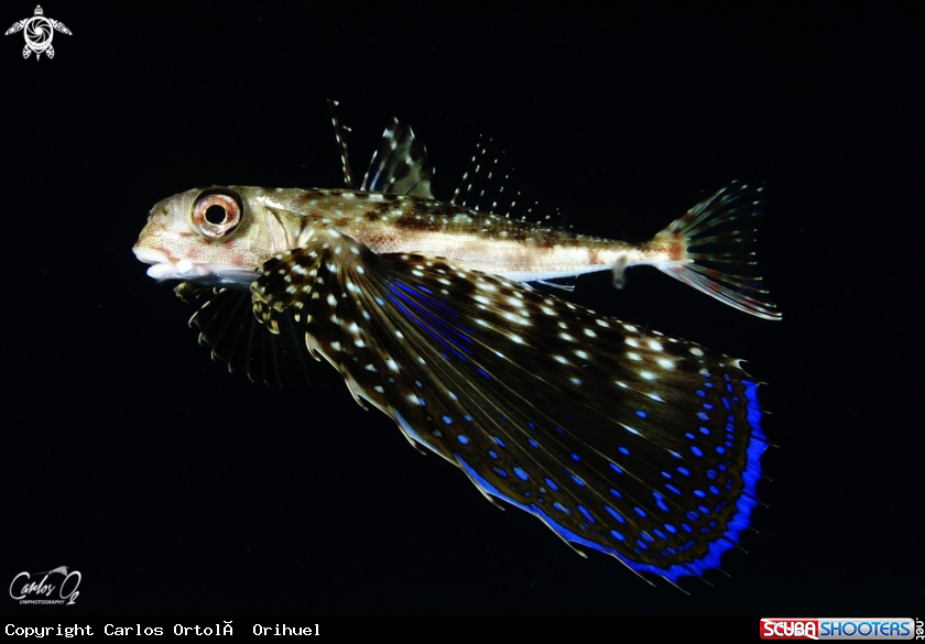A Flying gurnard 