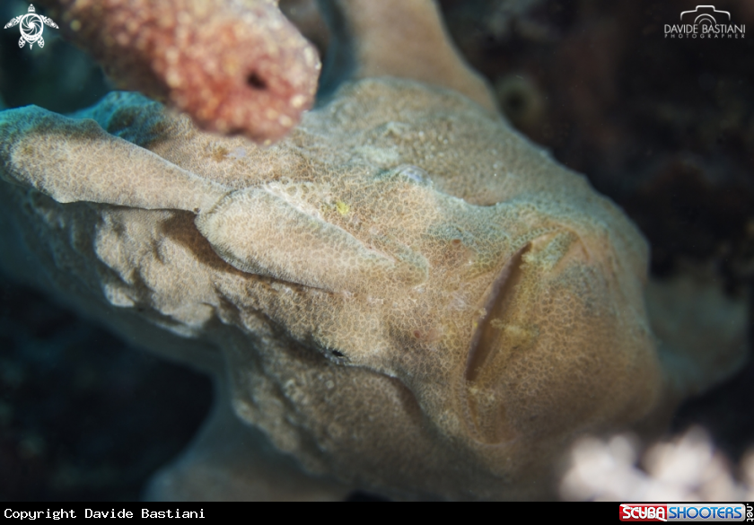 A Frog Fish