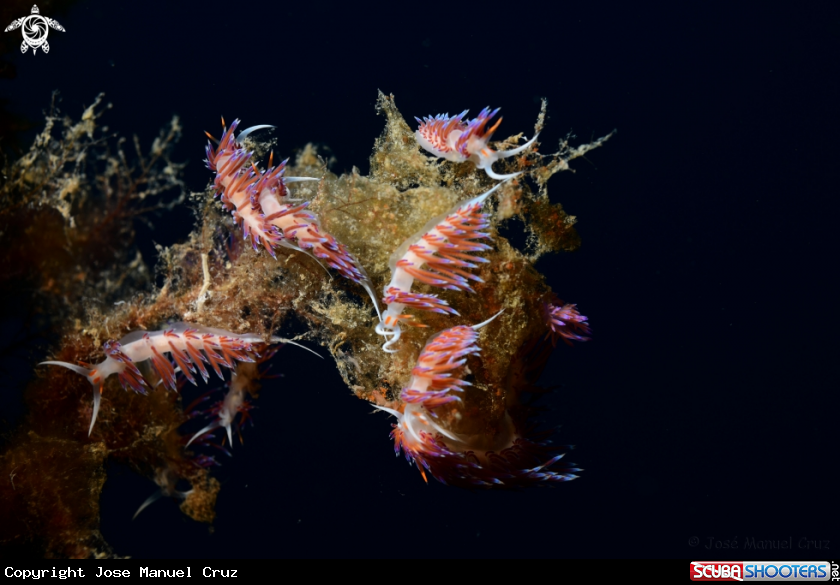 A Nudibranch