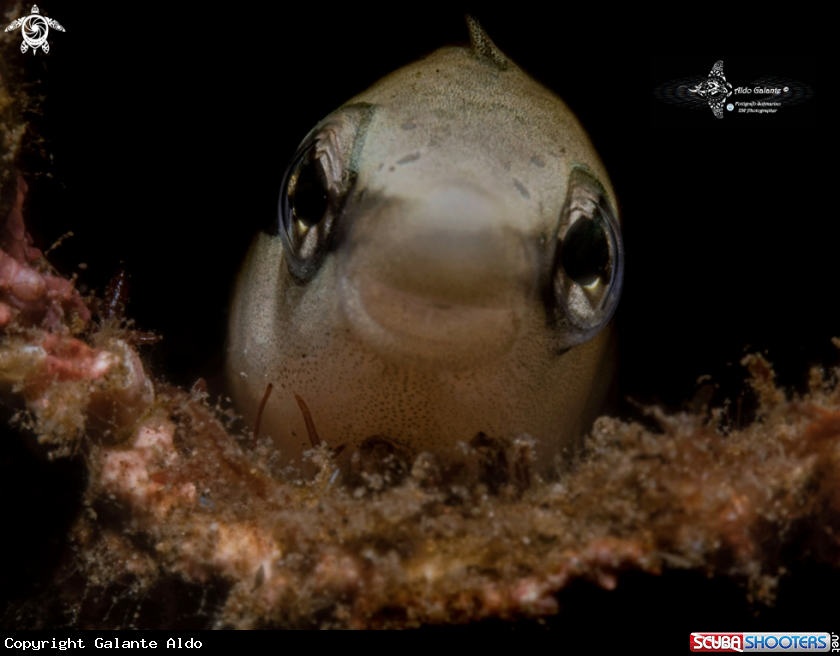 A Mimic Blenny - False Cleaner Fish