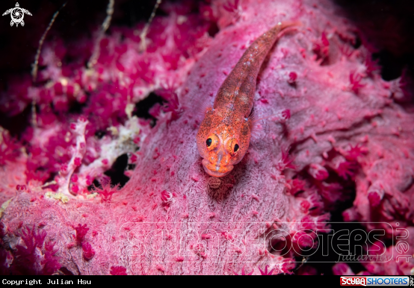 A Ghostgoby