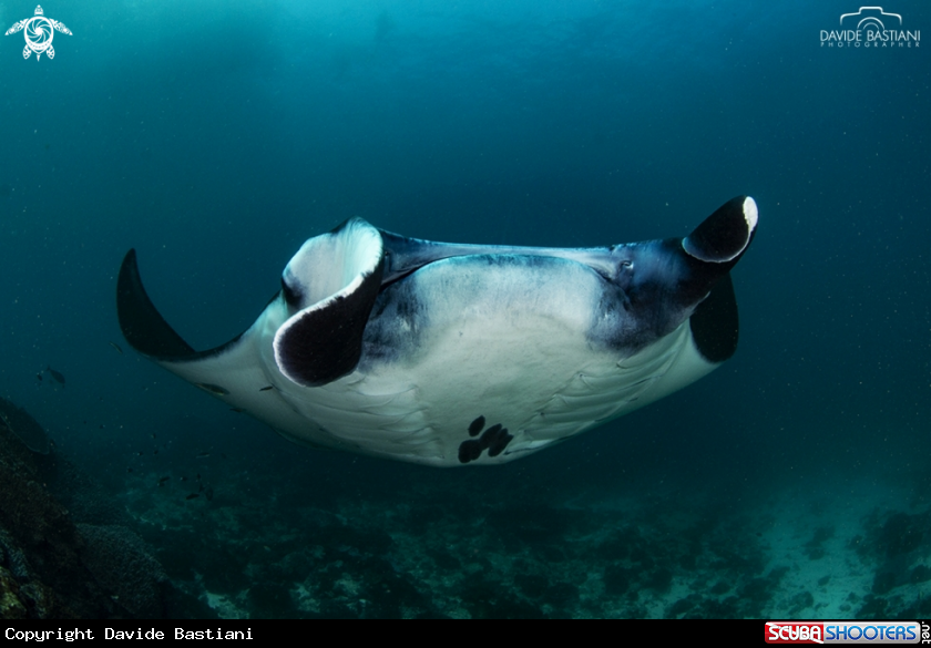A Manta
