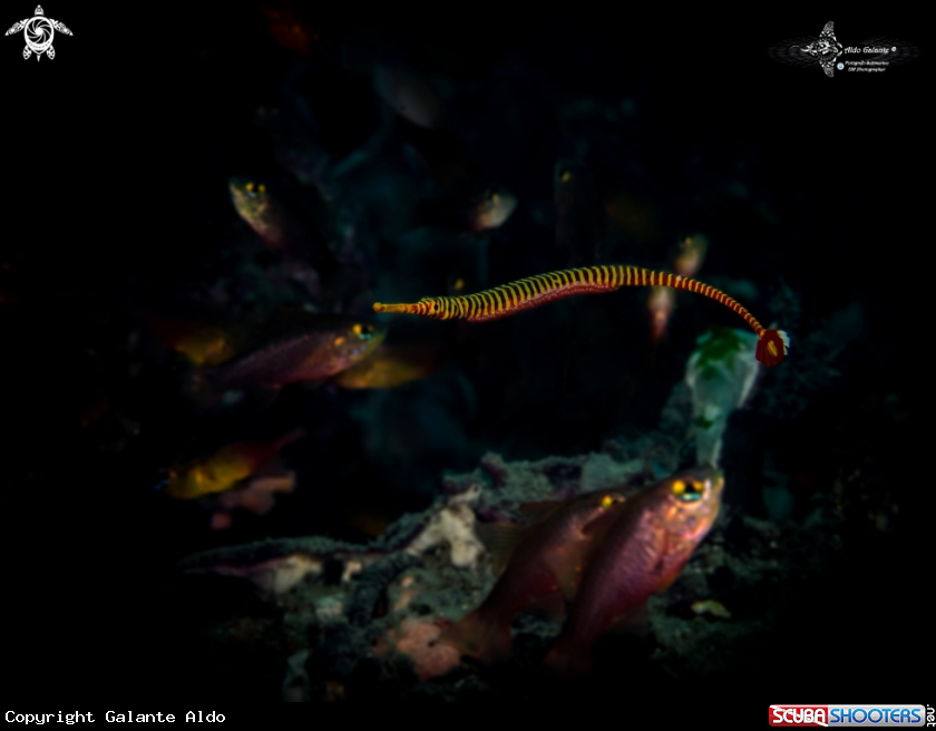 A Pipe fish