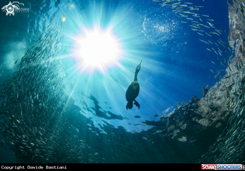 A Cormorant