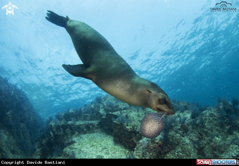 A Sea Lion