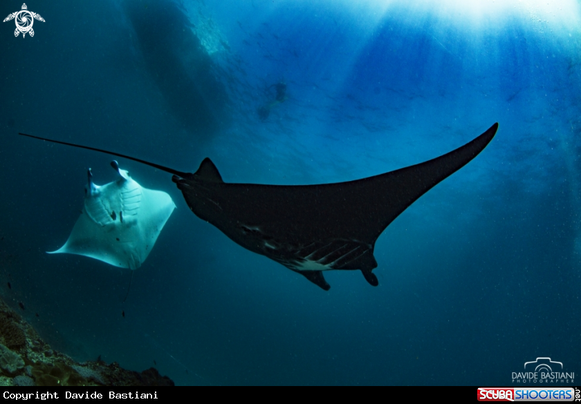 A Manta