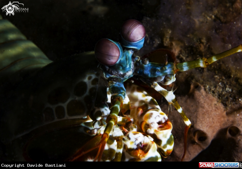 A Peacock Mantis Shrimp