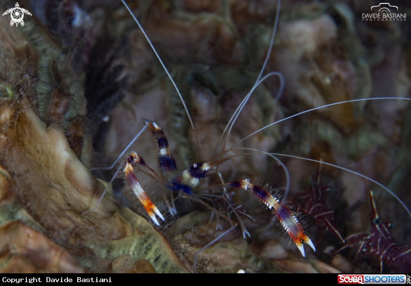 A Stenopus hispidus
