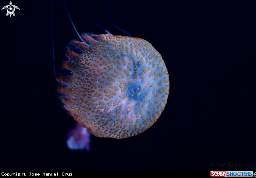 A Jellyfish