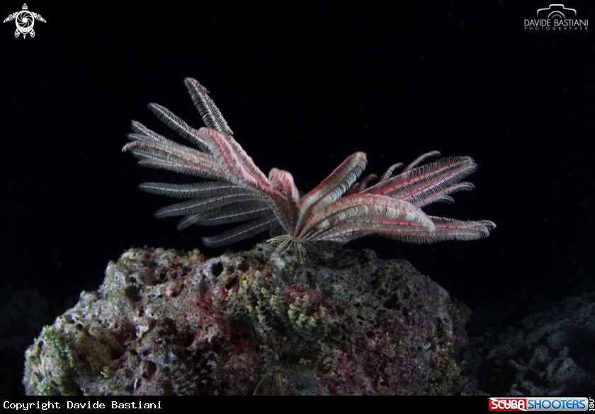 A Crinoid