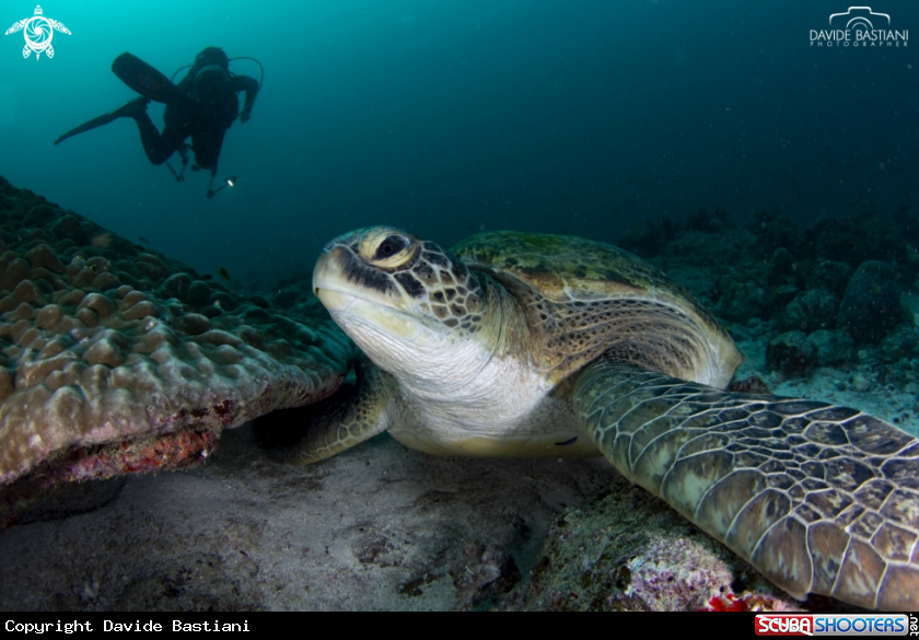 A Giant Turle