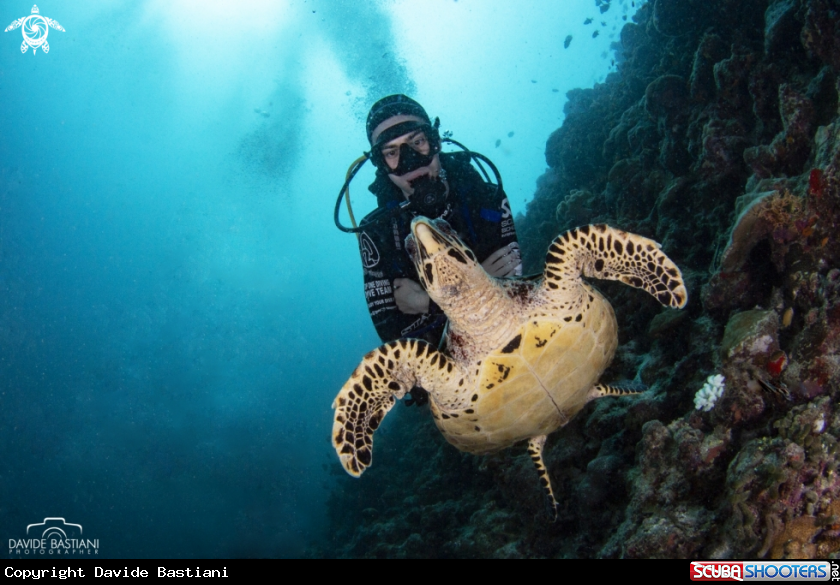 A Turtle & Uman