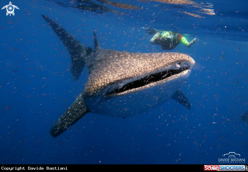 A Whale Shark
