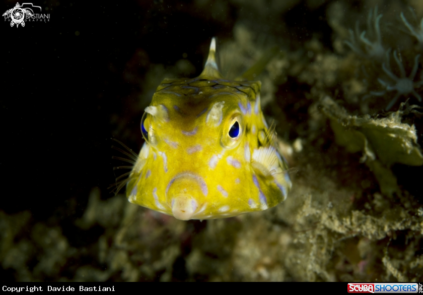 A Boxfish