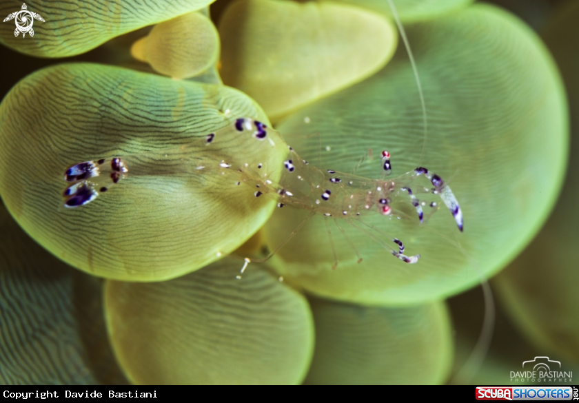 A Shrimps