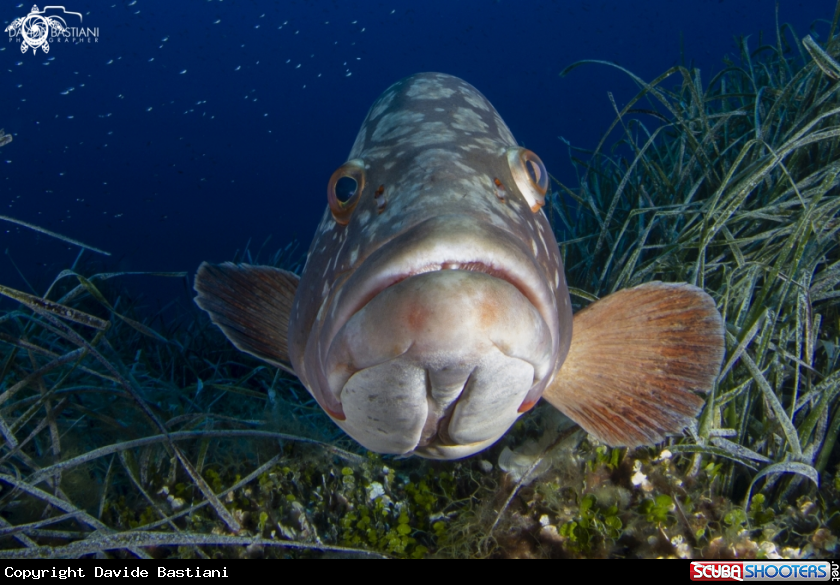 A Giant Groouper