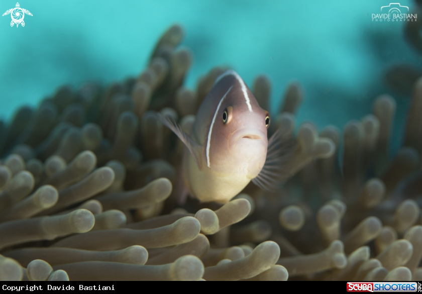 A Clown Fish
