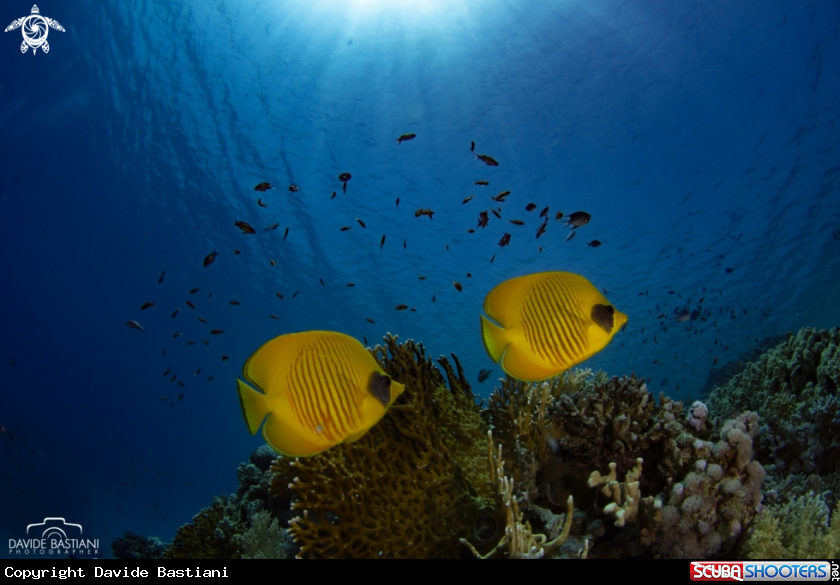 A Butterfly fish