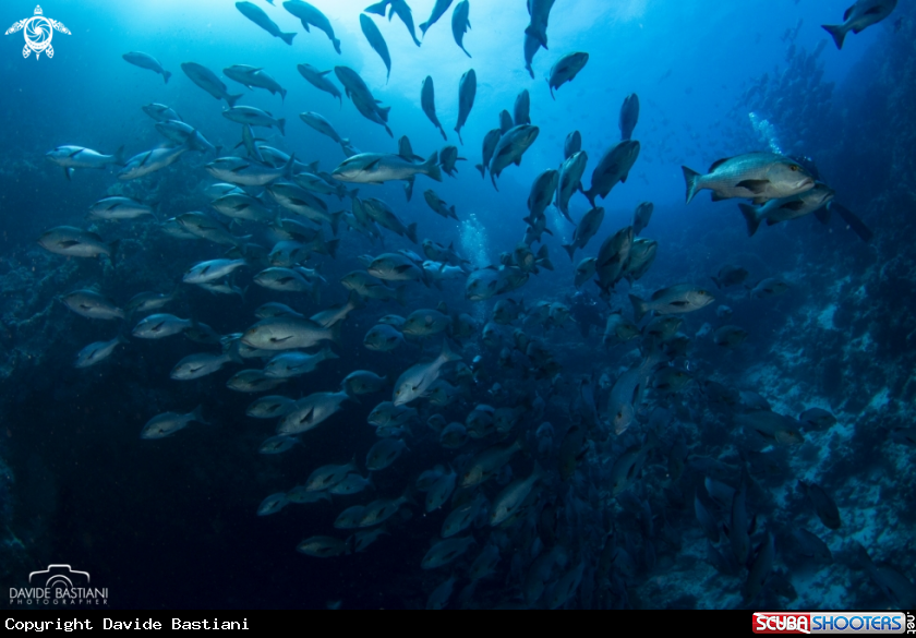 A Trevally