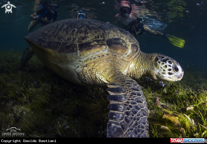 A Turtle & Uman