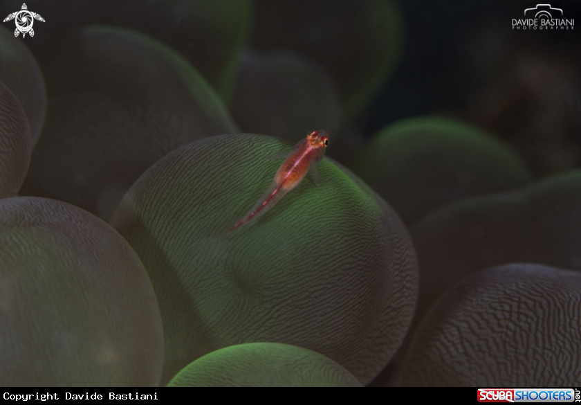 A Baby fish