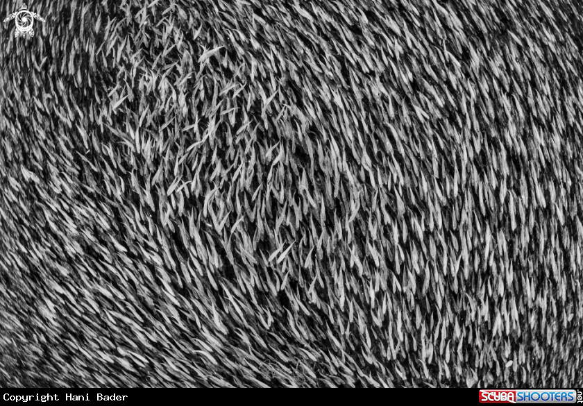 A bait fish