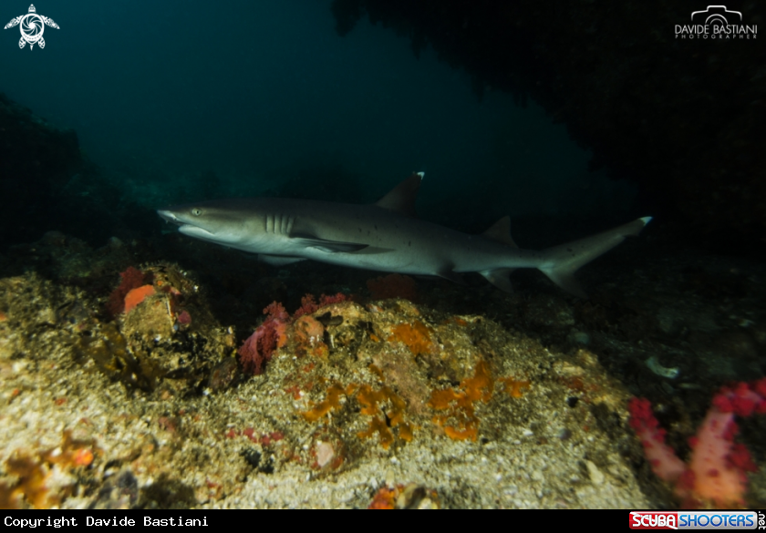 A White Tip Shark