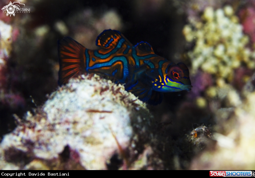 A Mandarin Fish