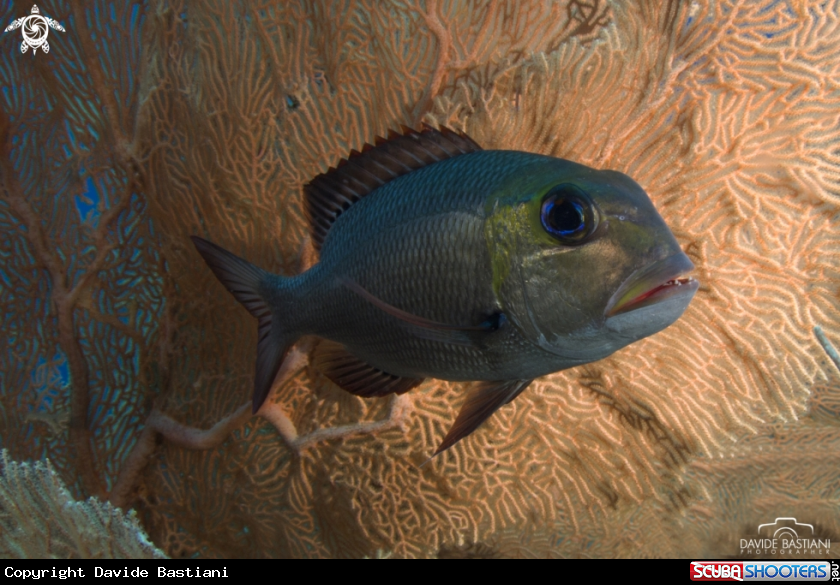 A Amazin Fish
