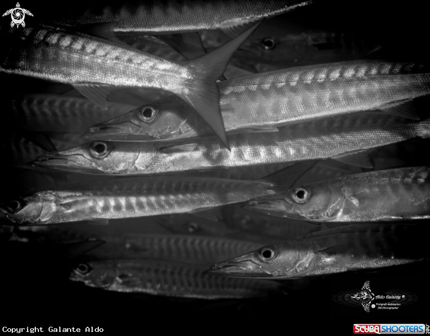 A Barracudas 