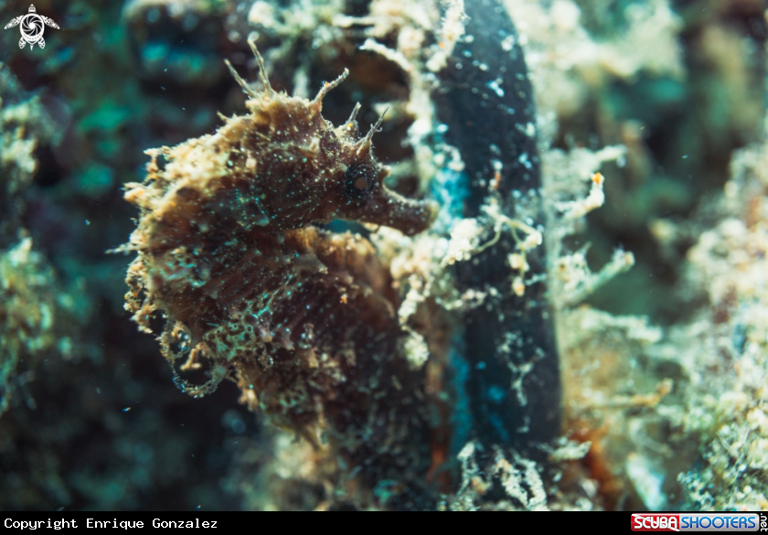 A long-snouted seahorse