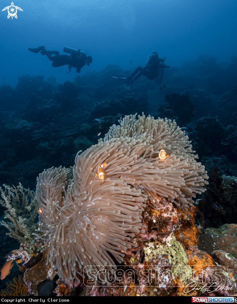 A False Western Clownfish