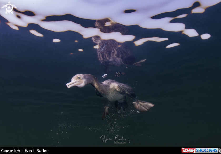 A socotra cormorant