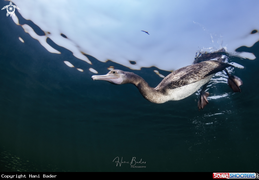 A socotra cormorant