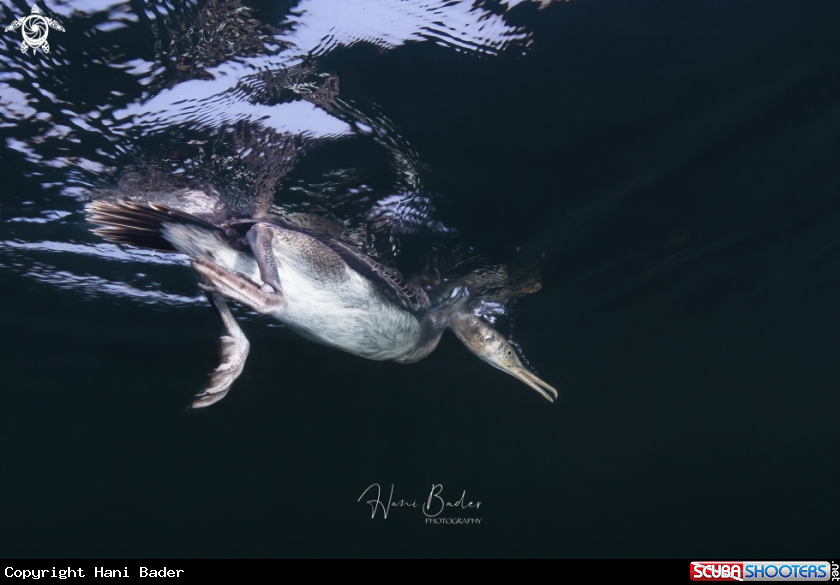 A socotra cormorant
