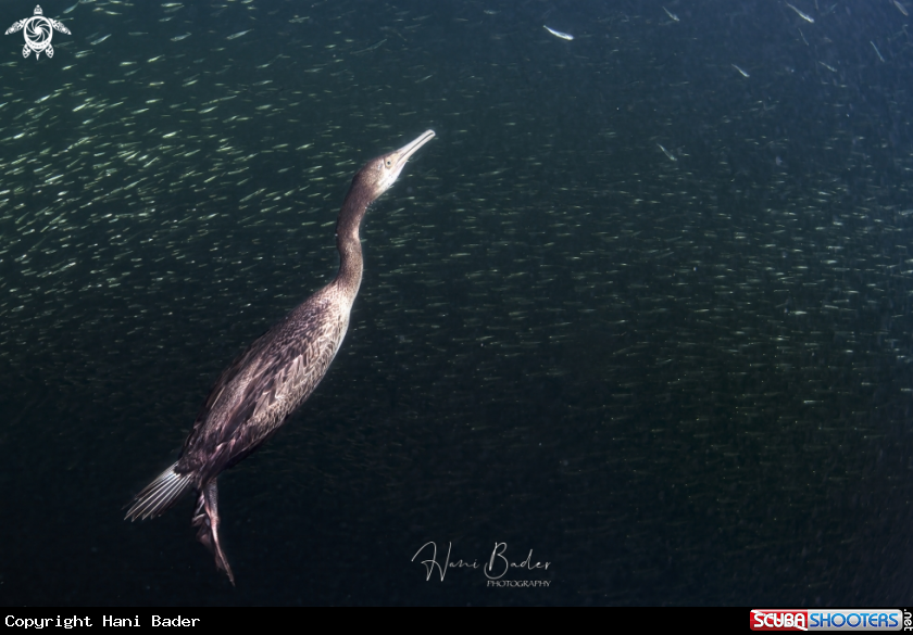 A socotra cormorant
