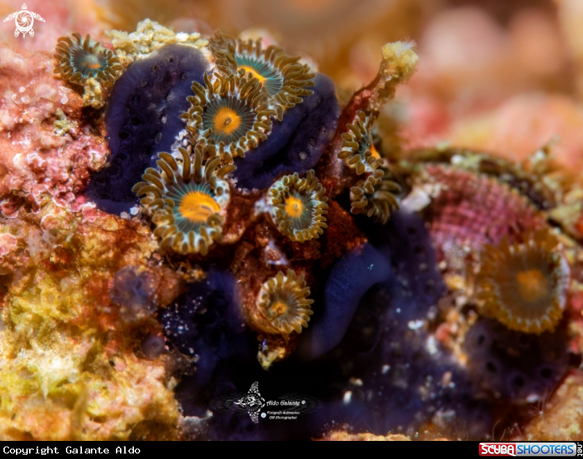 A Anemones