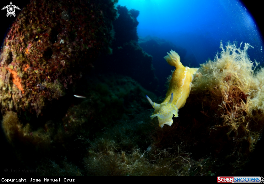 A Nudibranch