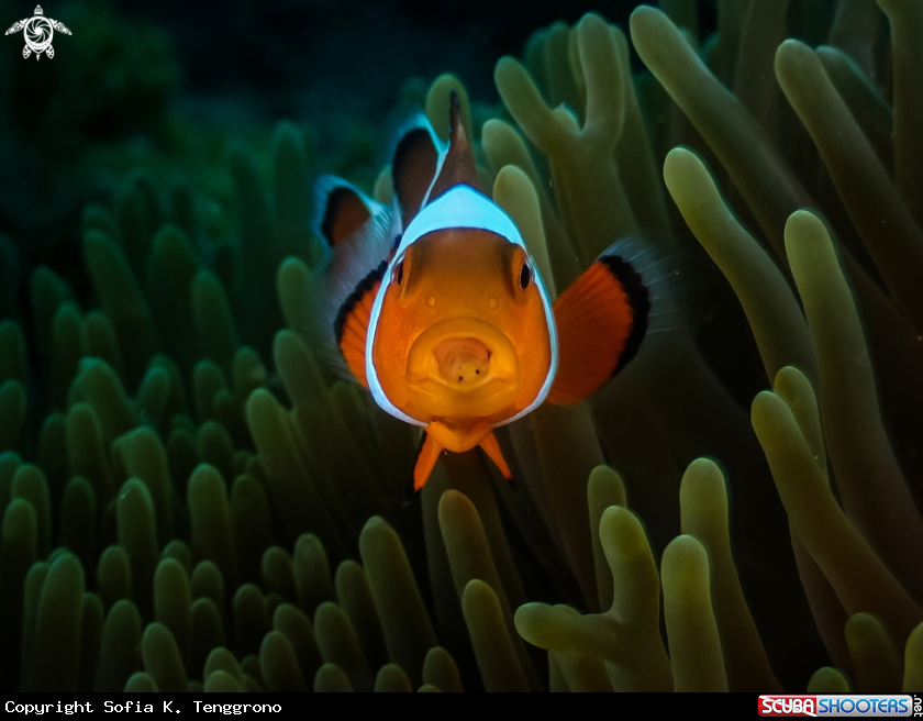 A clown fish