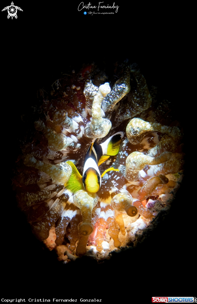 A Anemonefish
