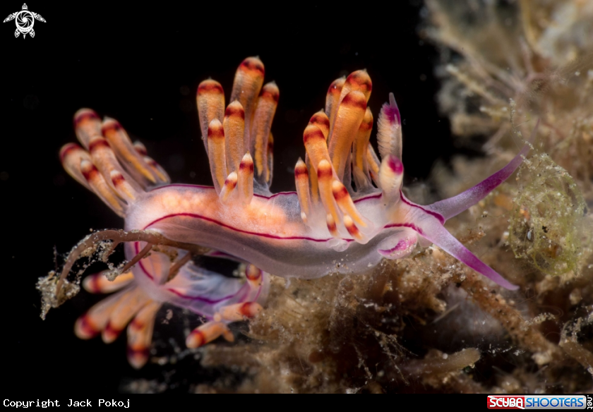 A Coryphellina rubrolineata