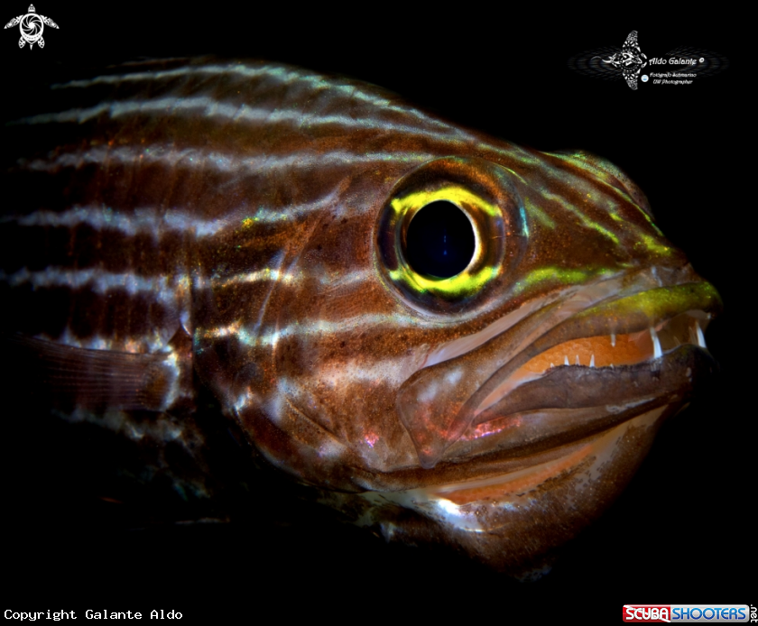 A Large Toothed Cardinalfish