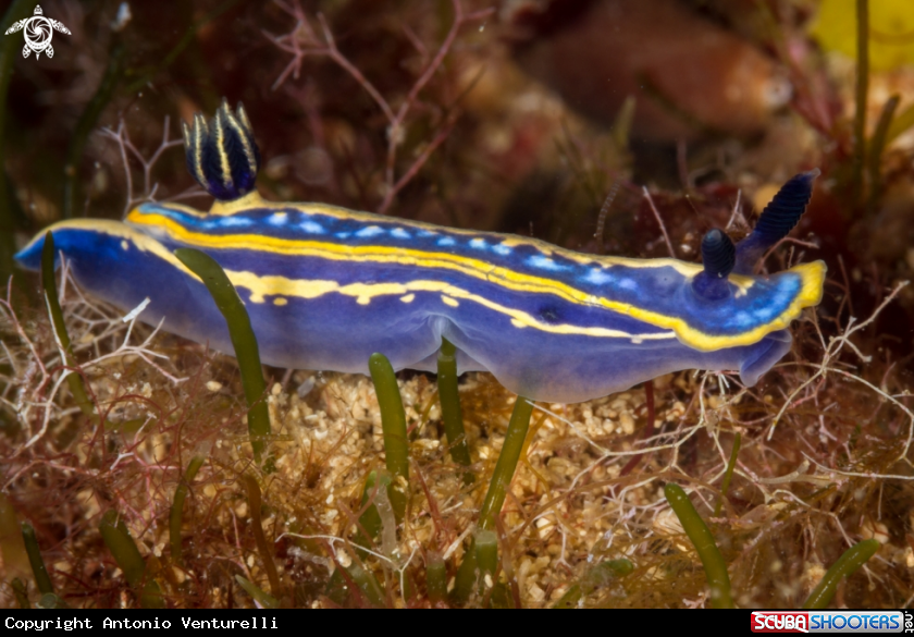 A Hypselodoris tricolor nudibranch