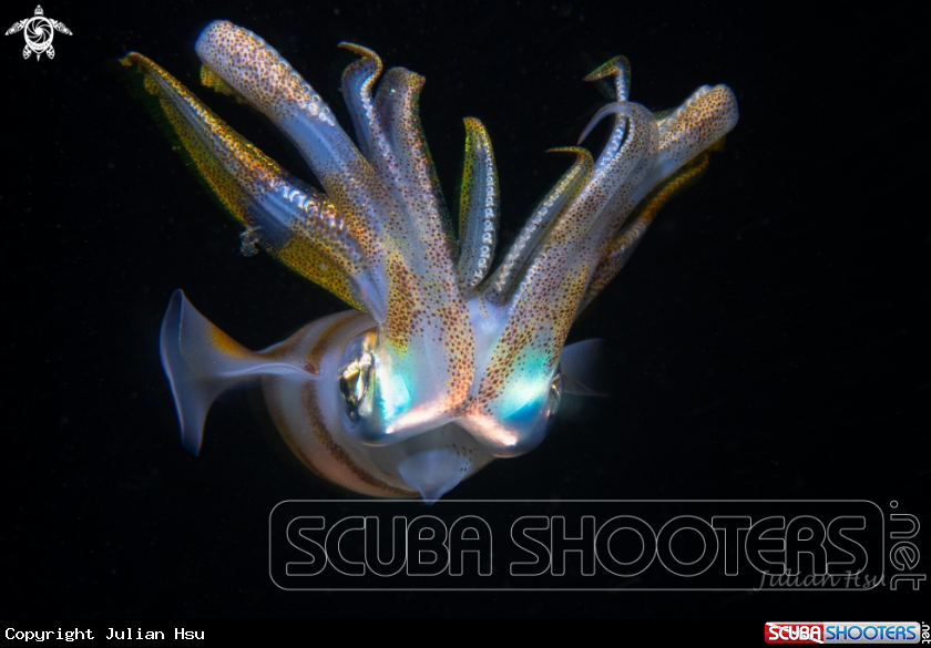 A Bigfin reef squid