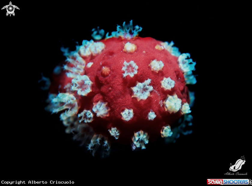 A Alcyonium acaule