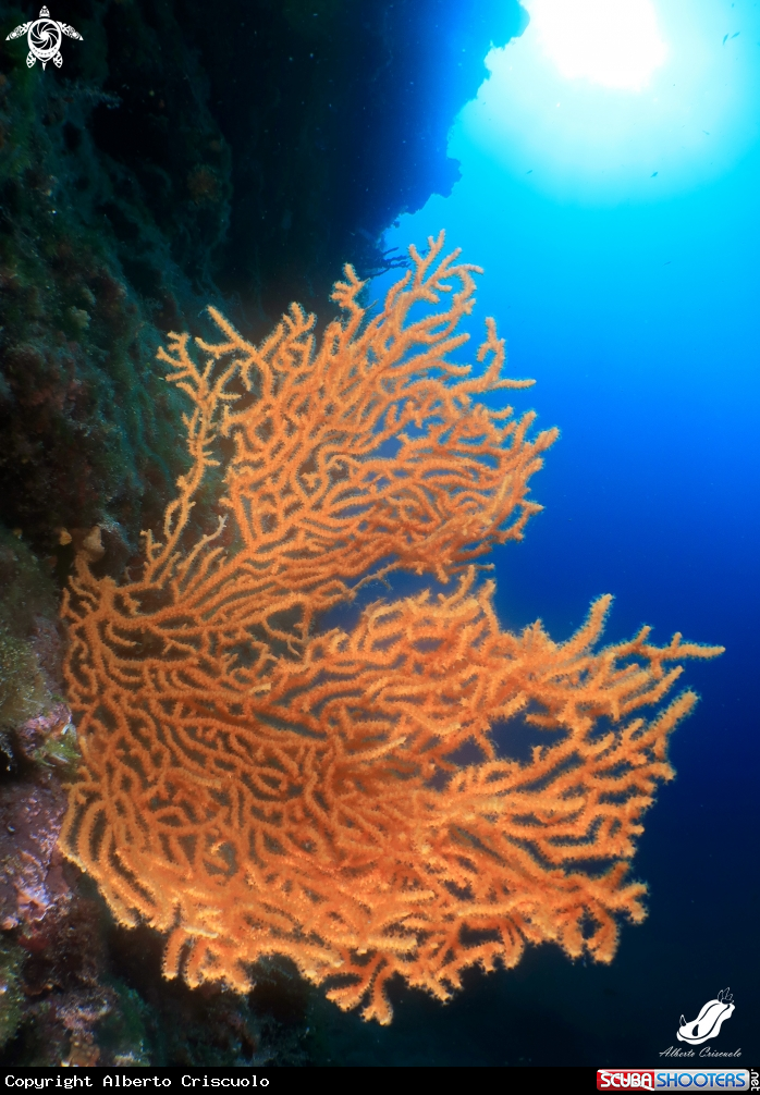 A Eunicella cavolini