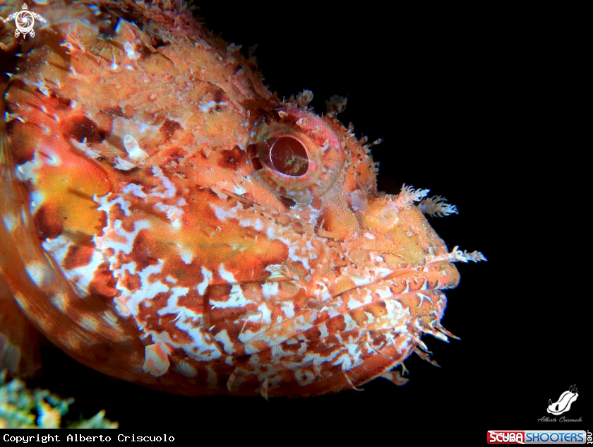 A Scorpaena scrofa