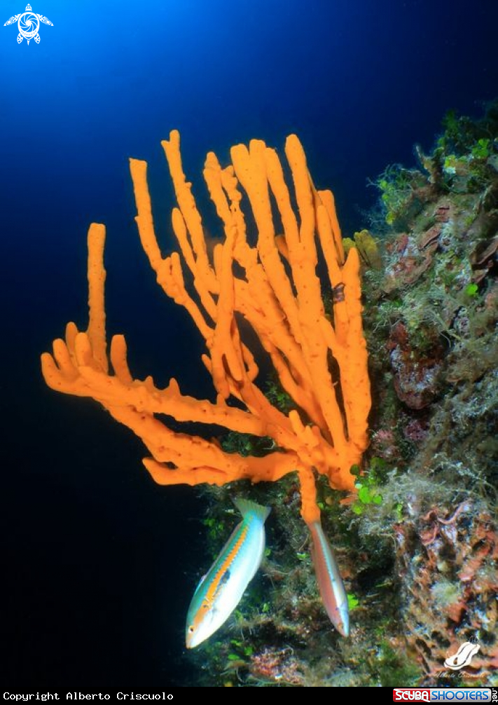 A Axinella cannabina