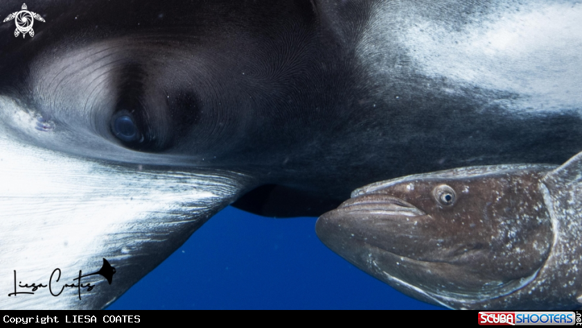 A Manta Ray